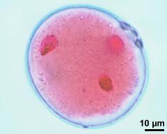 pollen grain with vegetative nucleus and two sperm cells