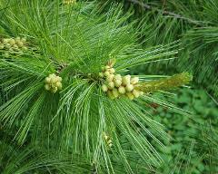 flowers of Pinus ponderosa