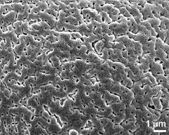 exine surface of dry pollen grain