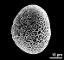 hydrated pollen grain