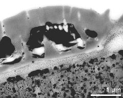 pollen wall at transition of aperture and interapertural area