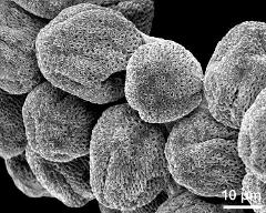 dry pollen grains