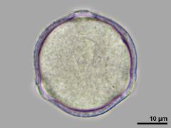 hydrated pollen