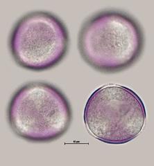 hydrated pollen