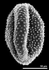 dry pollen grain in equatorial view