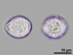 equatorial view,hydrated pollen