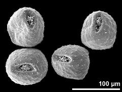 dry pollen grains