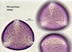 hydrated pollen