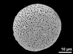 hydrated pollen grain