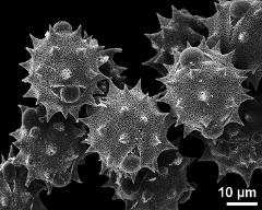 hydrated pollen grains