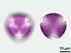 hydrated pollen,polar view