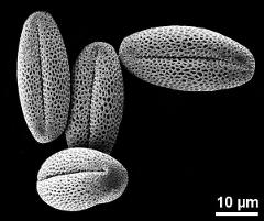 dry pollen grains