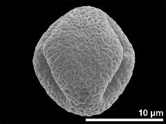 Equatorial view showing two apertures
