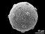 hydrated pollen grain