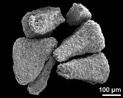 massulae (formed by tetrads)