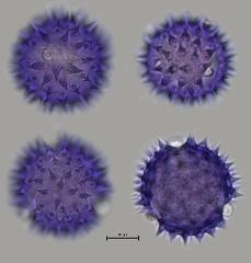 hydrated pollen