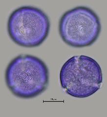 hydrated pollen
