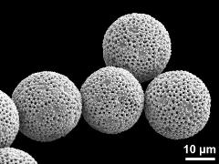 dry pollen grains