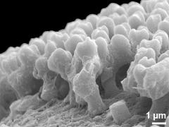 exine surface