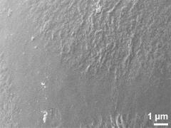 exine surface