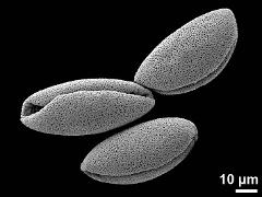 dry pollen