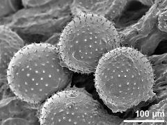 dry pollen grains