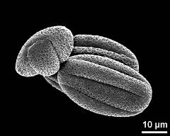 dry pollen grains