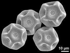 dry pollen grains
