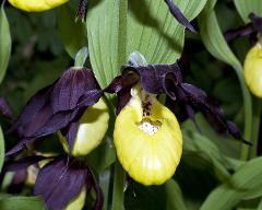 flower of Cypripedium calceolus