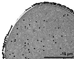 detail of pollen grain