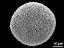 hydrated pollen grain