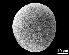 hydrated pollen grain