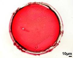 pollen grain with generative cell (asterisk)