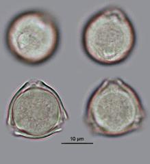 hydrated pollen