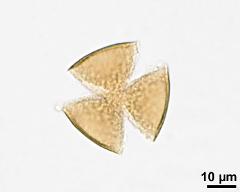 acetolyzed pollen, optical section