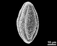 dry pollen grain in equatorial view