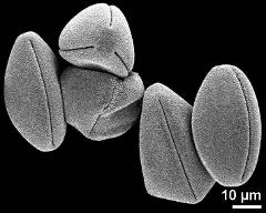 dry pollen grains