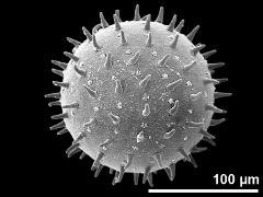 hydrated pollen grain