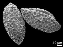 dry pollen grains