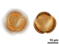 acetolyzed pollen