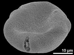 acetolyzed pollen,oblique view