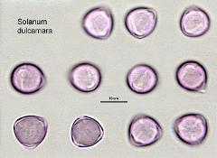 hydrated pollen