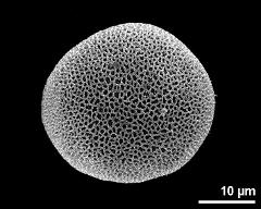 hydrated pollen grain