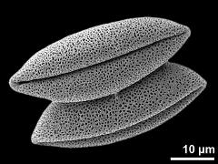 dry pollen grains