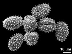 dry pollen grains