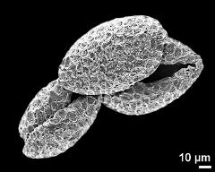 dry pollen grains