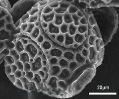 acetolyzed pollen