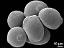 hydrated pollen