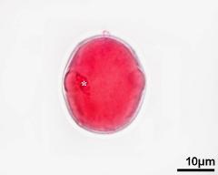 pollen grain with generative cell (asterisk)