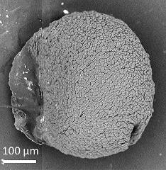dry pollen